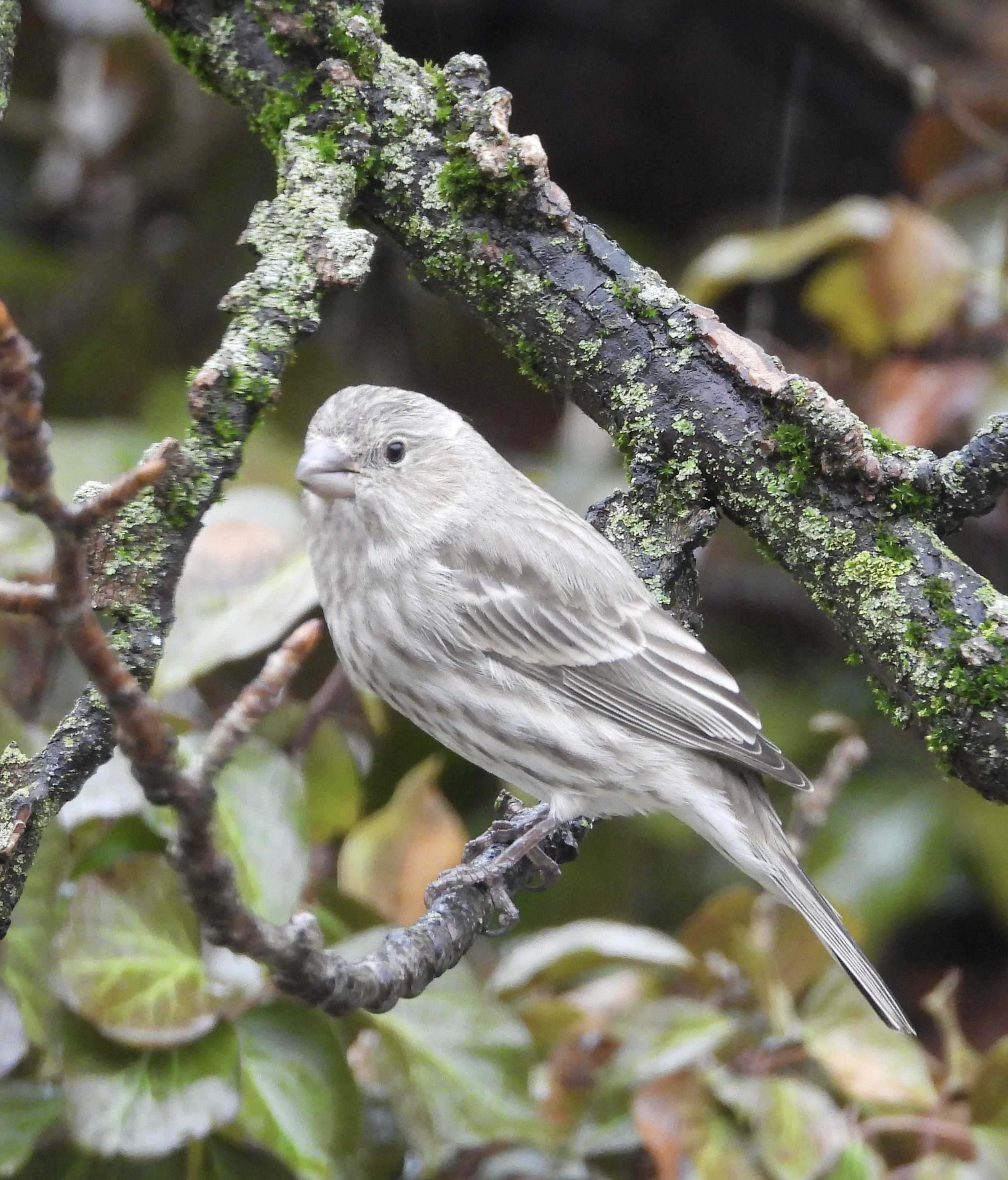 Female